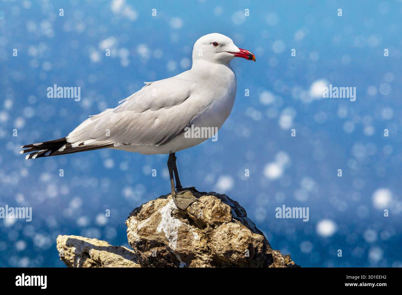 Il gabbiano di Audouin (Larus audouinii, Ichthyaetus audouinii), in piedi su una roccia sul mare, Spagna, Colonia de Sant Pere Foto Stock