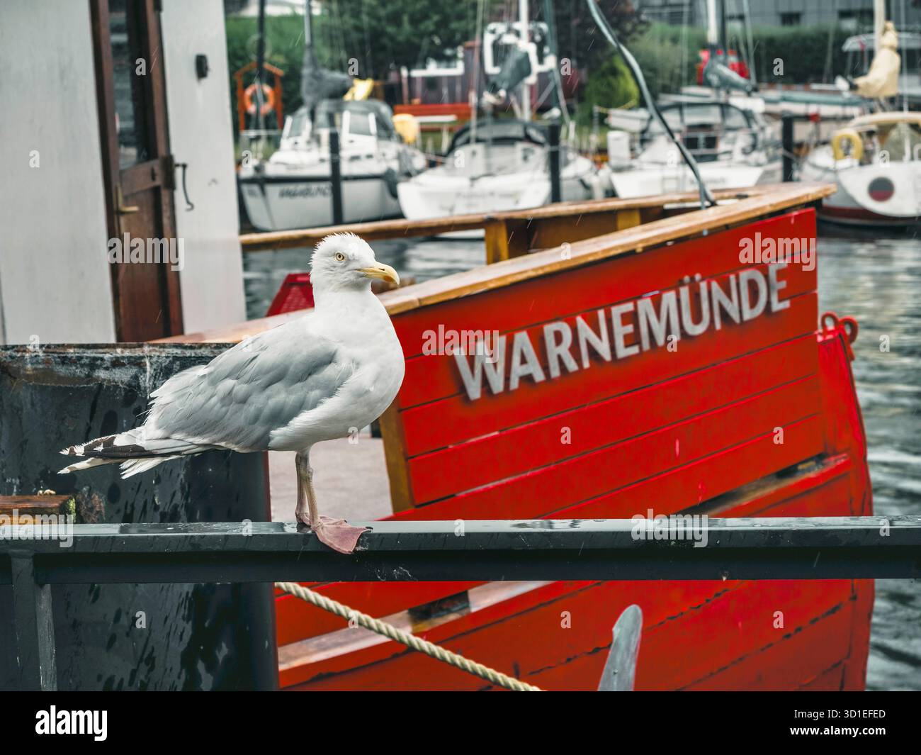 Gabbiano aringa (Larus argentatus), appollaiato su una ringhiera nel porto, Germania, Meclemburgo-Pomerania occidentale, Warnemuende Foto Stock