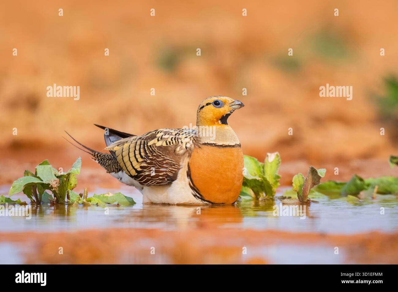 Sandgrouse a coda di rondine (Pterocles alchata), uomo in piedi in una pozzanghera su un acro, Spagna, Aragona, Belchite Foto Stock
