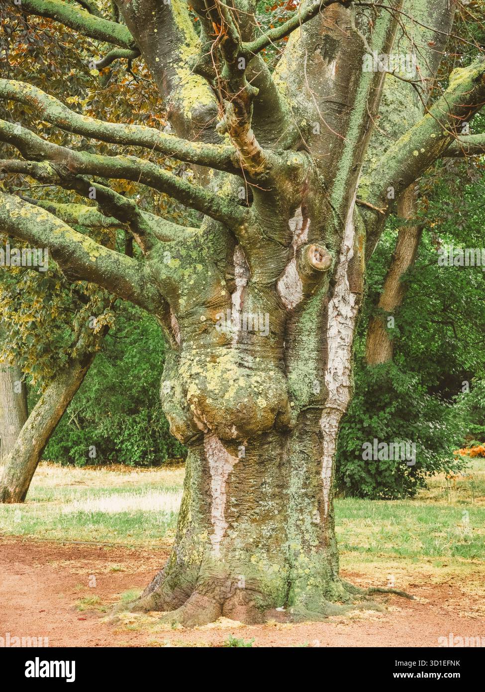 Faggio di rame, faggio con lievito viola (Fagus sylvatica var. Purpurea, Fagus sylvatica 'Atropunicea', Fagus sylvatica Atropunicea), vecchio albero di Warnemuende Foto Stock