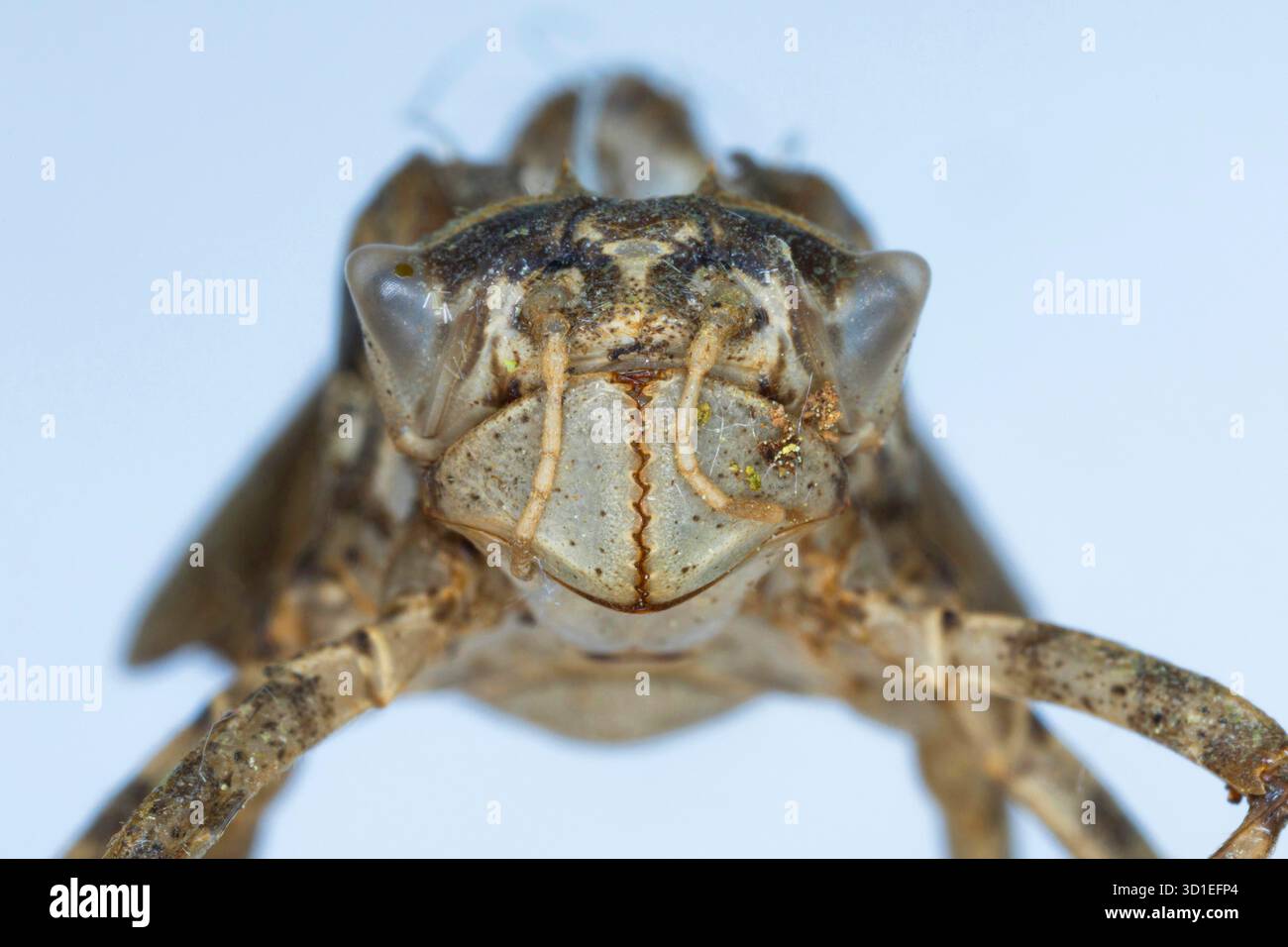 Libellula a due macchie (Epitheca bimaculata, Libellula bimaculata), Exuvia, ritratto, Germania Foto Stock