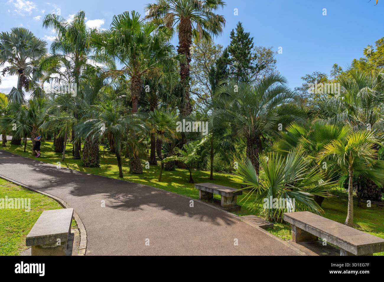 Funchal, Madeira, Portogallo - 03.27.2025: Palme nell'orto botanico di Madeira a Funchal, Madeira, Portogallo Foto Stock