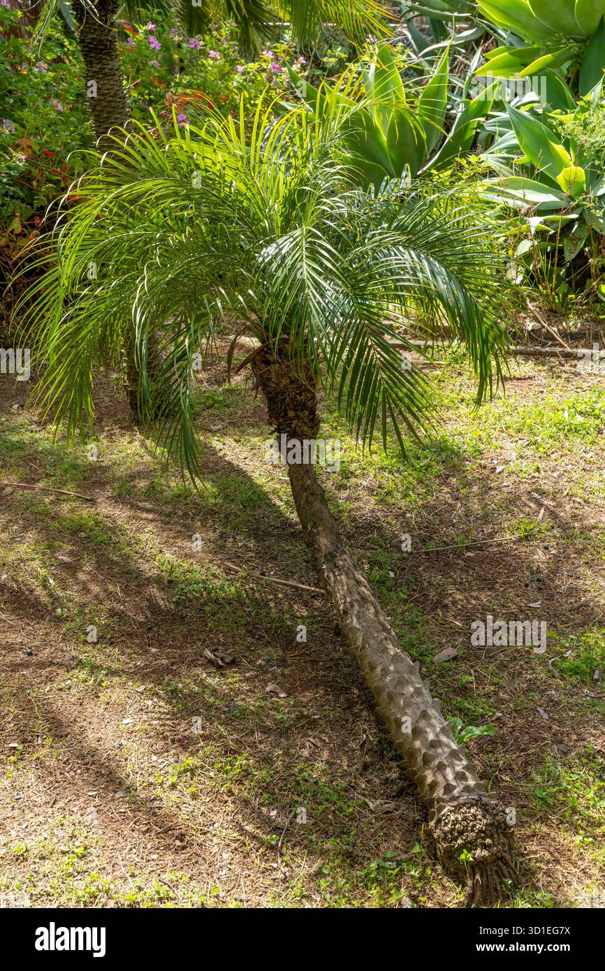 Palme nel giardino botanico di Madeira a Funchal, Madeira, Portogallo Foto Stock