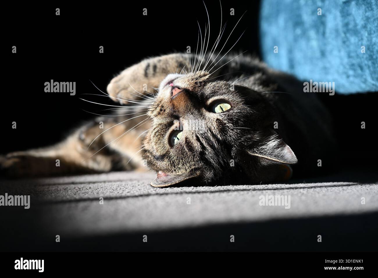 Un gatto che si rilassa al sole Foto Stock