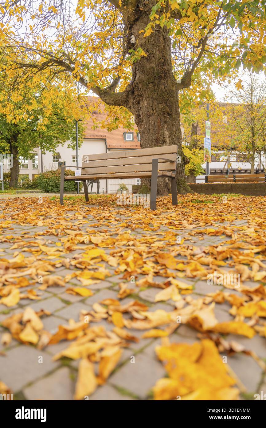 Panchina solitaria sotto un albero su una piazza rocciosa piena di foglie cadute, Sindelfingen, distretto di Boeblingen, Germania Foto Stock