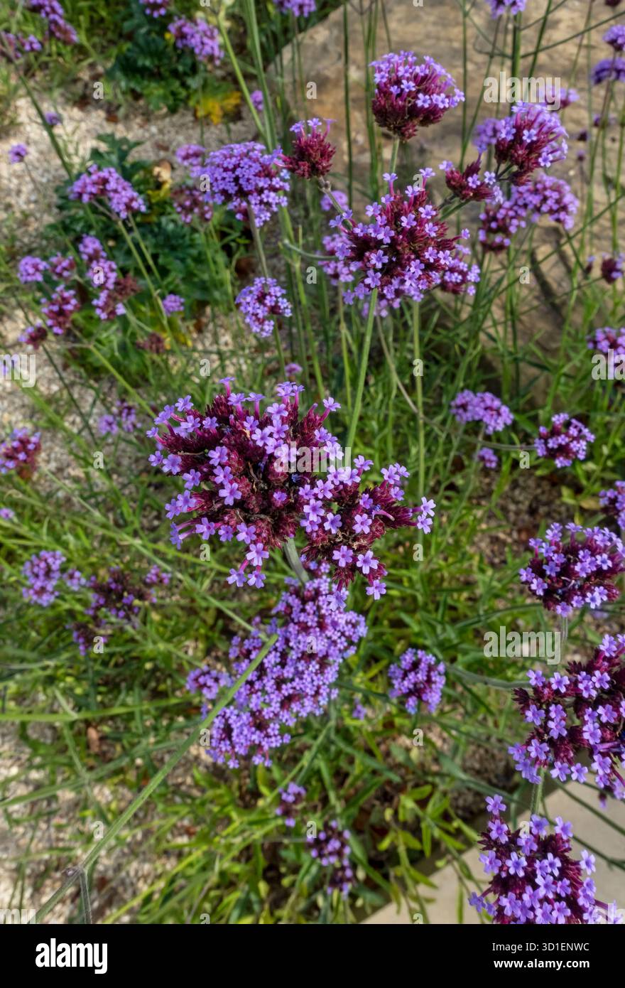 Primo piano di fiori viola verbena bonariensis che fioriscono nel giardino estivo fiorisce Inghilterra Regno Unito Gran Bretagna Gran Bretagna Foto Stock