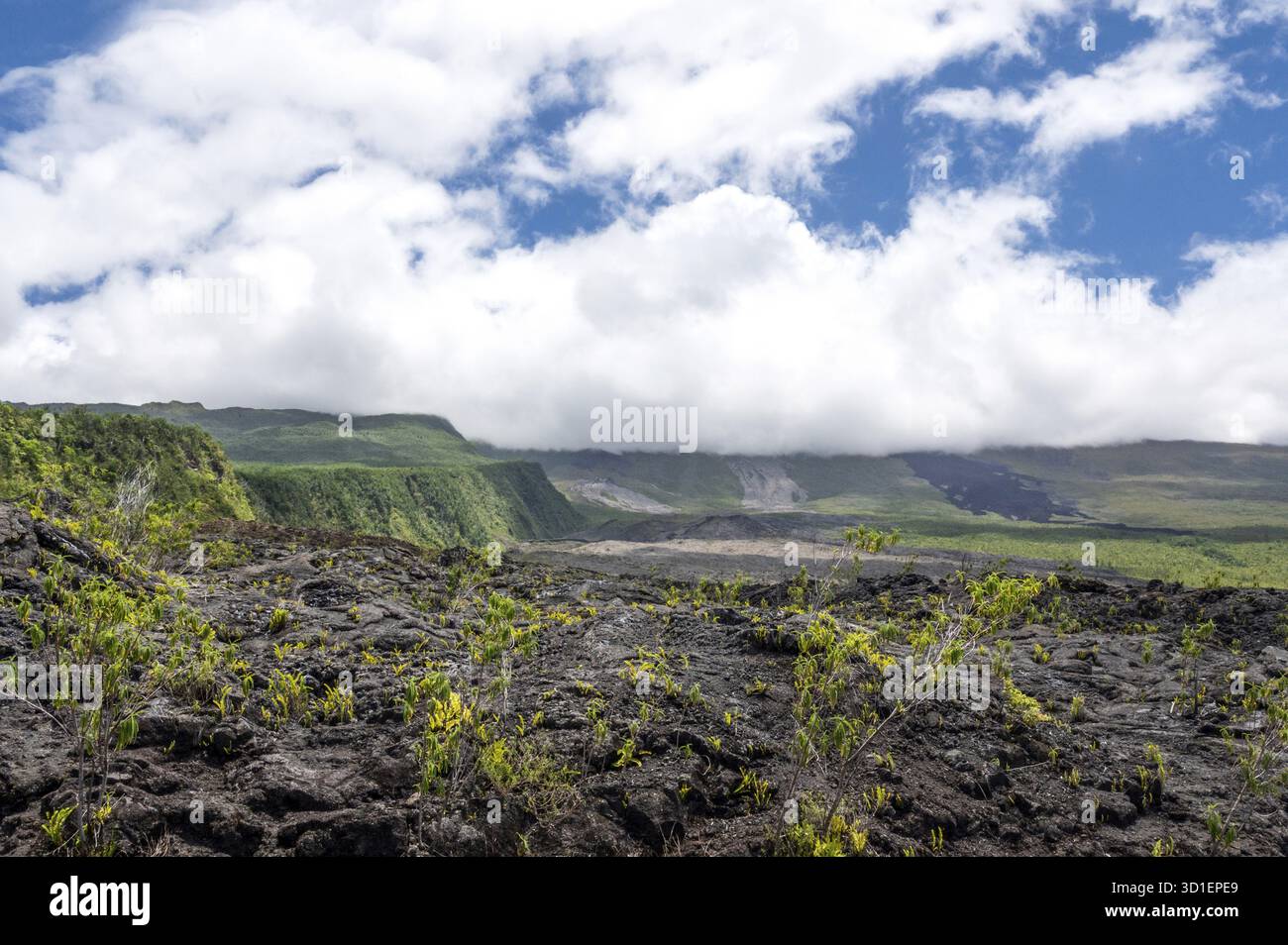 Un'estesa pianura lavica nera del Grand Brule sul Piton de la Fournaise lungo la Route des Laves con una nuova crescita di piante in primo piano Foto Stock