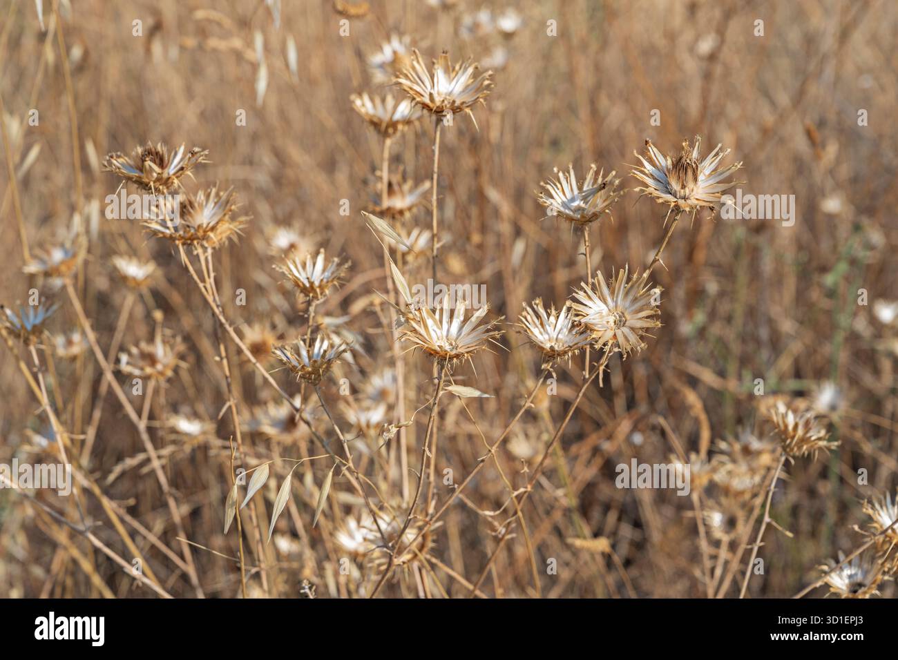 Calendule selvatiche gialle con le loro teste a doppio fiore e le foglie profumate in un campo bagnato dal sole di agosto Foto Stock