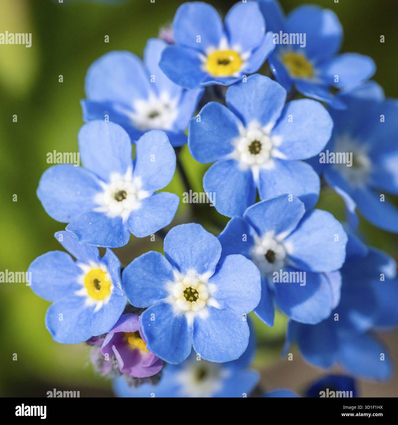 Myosotis alpestris o Alpine mi dimenticano non fiori fiori Foto Stock