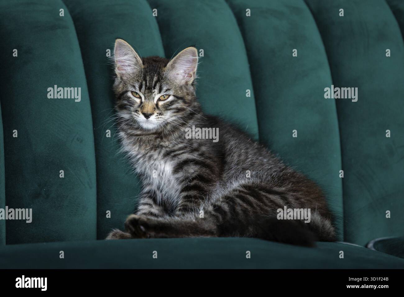 Il gattino è molto bello. gattino grigio Foto Stock