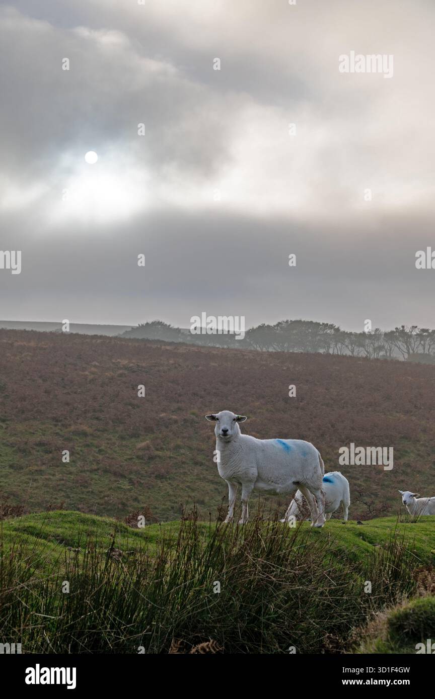Un gregge di pecore pascolanti sulla brughiera sotto il sole autunnale alla deriva dietro nuvole basse e veloci, sopra una parte del Parco nazionale di Exmoor nella contea Foto Stock