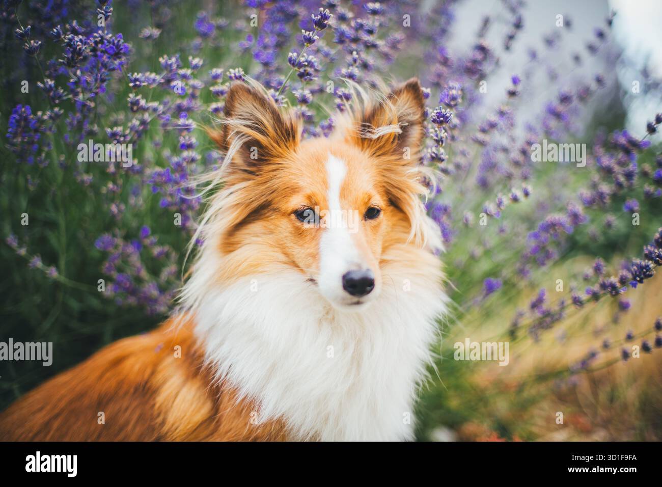Sheepdog Shetland Foto Stock