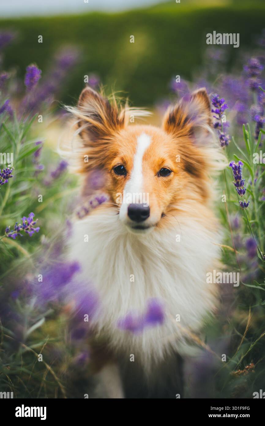 Sheepdog Shetland Foto Stock
