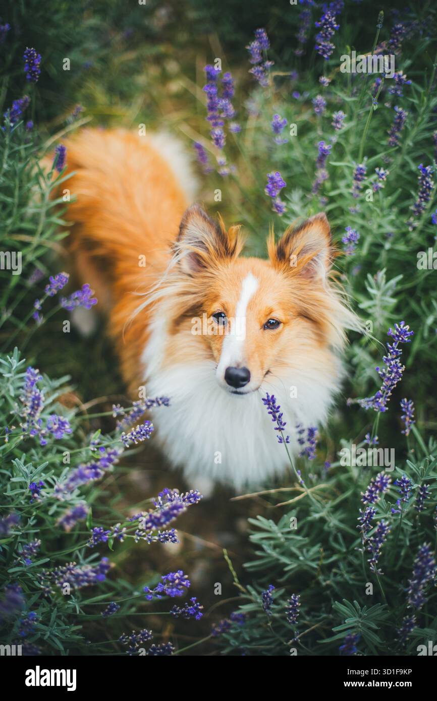 Sheepdog Shetland Foto Stock