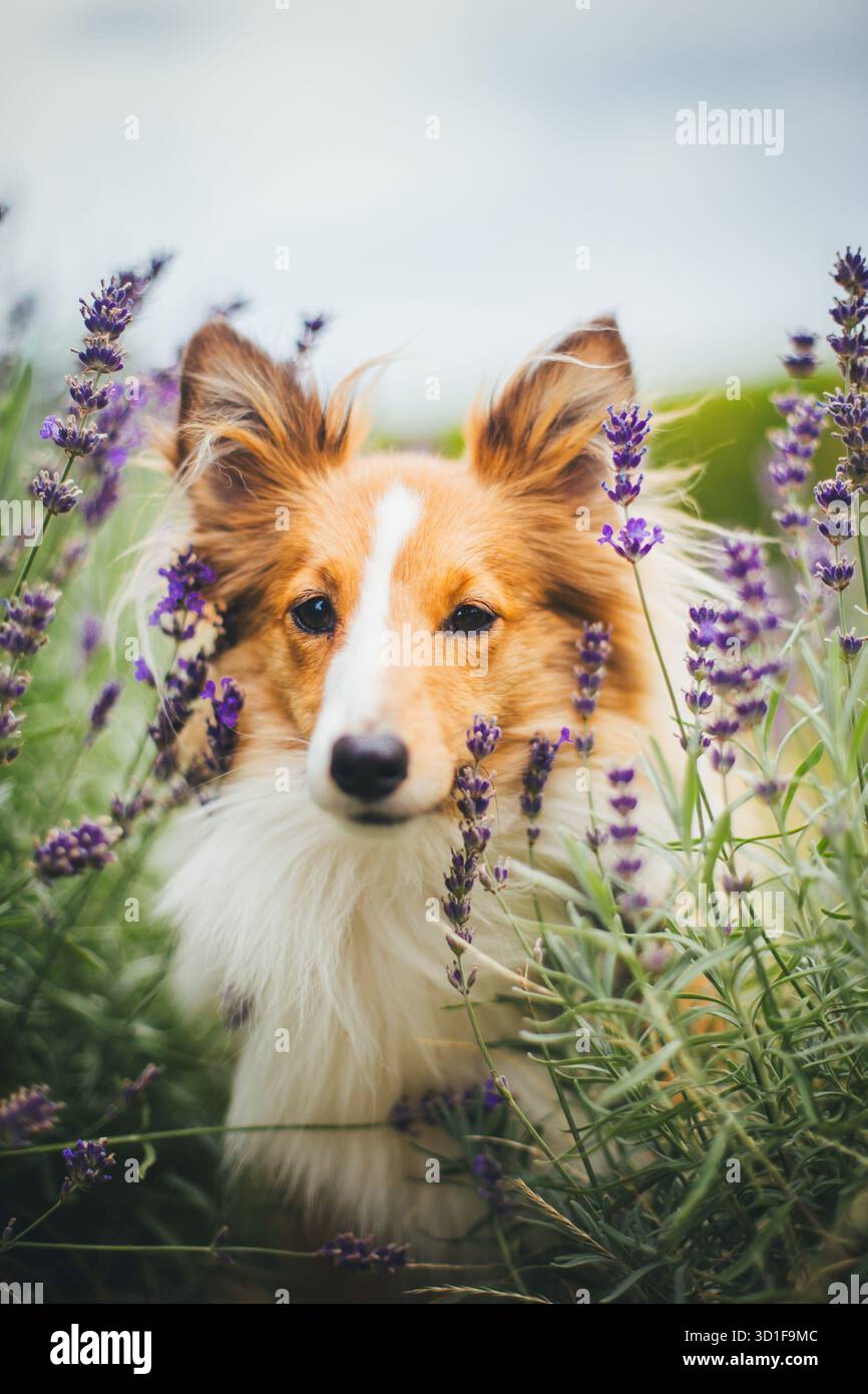 Sheepdog Shetland Foto Stock