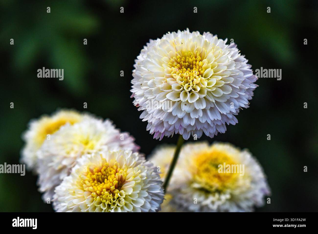 Primo piano dei Crisantemi bianchi e gialli con luce naturale soffusa Foto Stock
