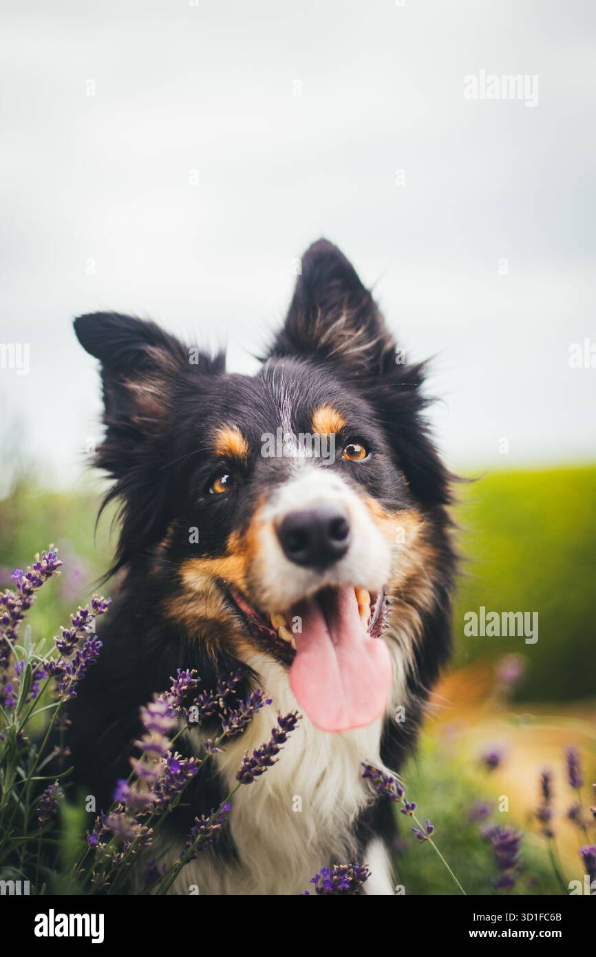 Collie di bordo Foto Stock