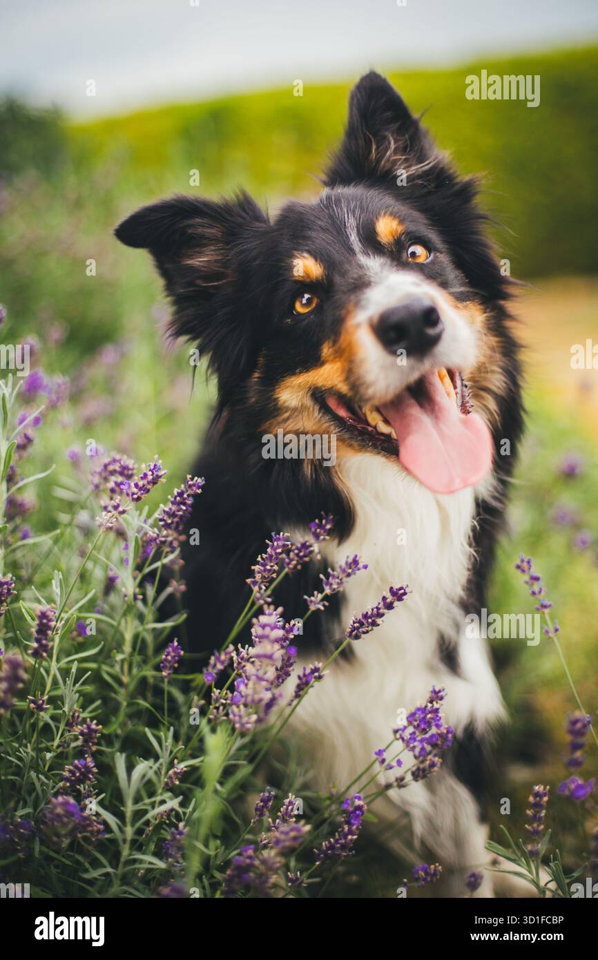 Collie di bordo Foto Stock
