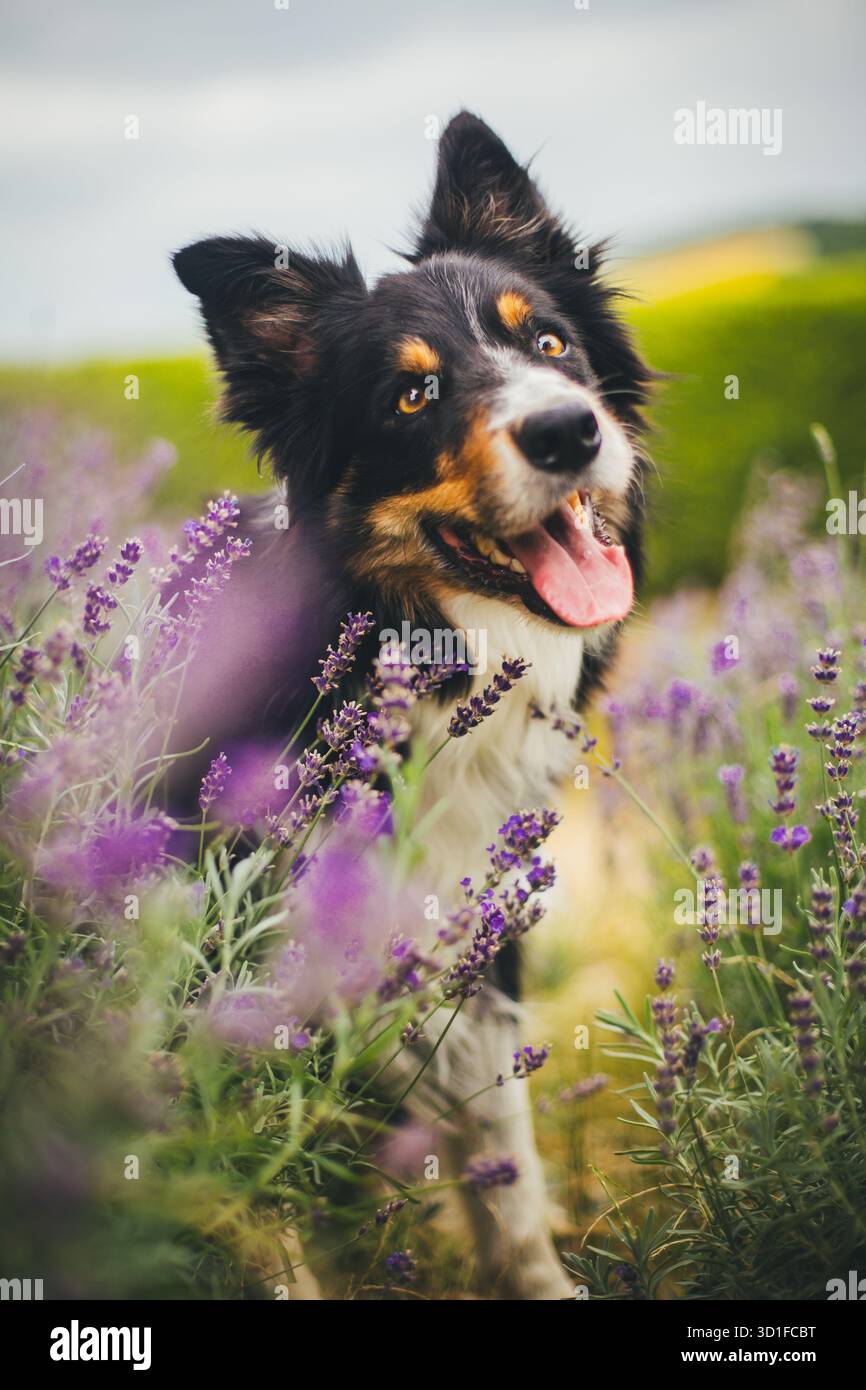 Collie di bordo Foto Stock