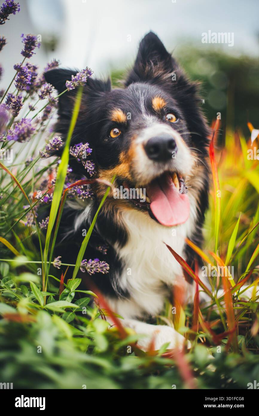 Collie di bordo Foto Stock