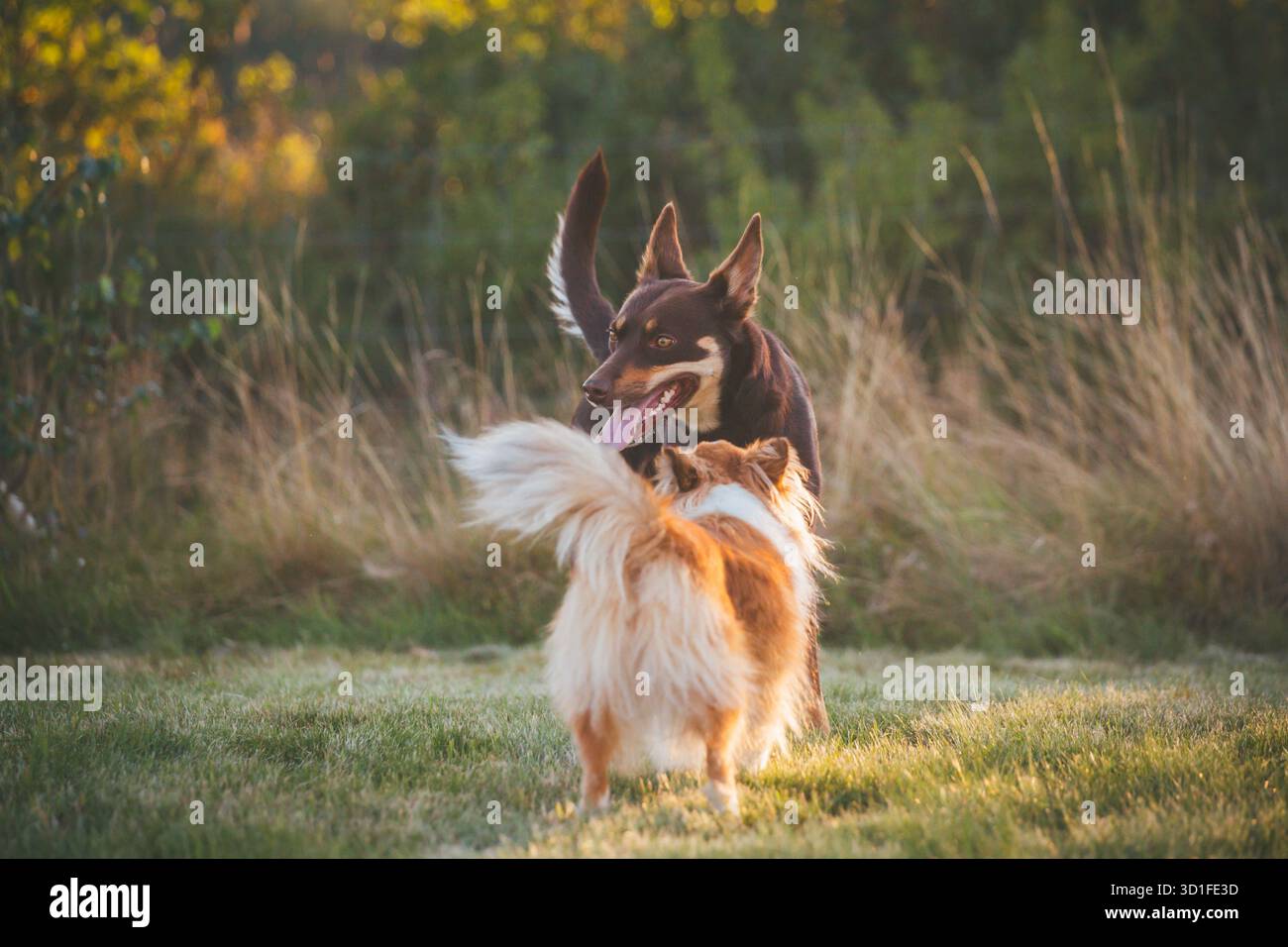 Cani che giocano (australiano Kelpie e Shetland Sheepdog) Foto Stock