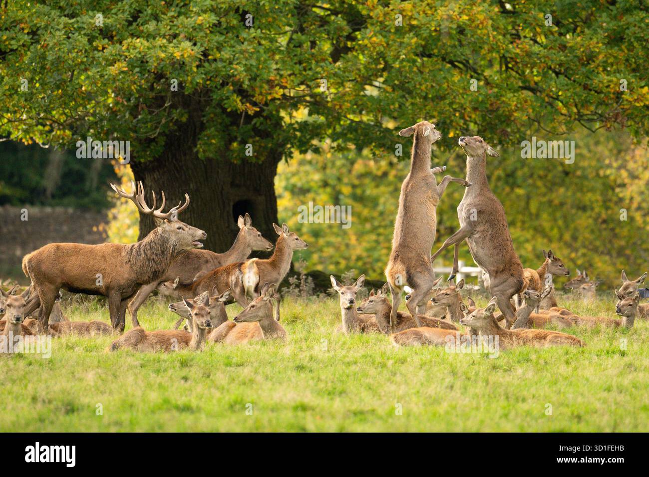 Cervo rosso femmina in piedi sulle zampe posteriori che combatte per stabilire il dominio sociale all'interno del loro gregge - Studley Royal Deer Park, Ripon, Yorkshire, Regno Unito Foto Stock