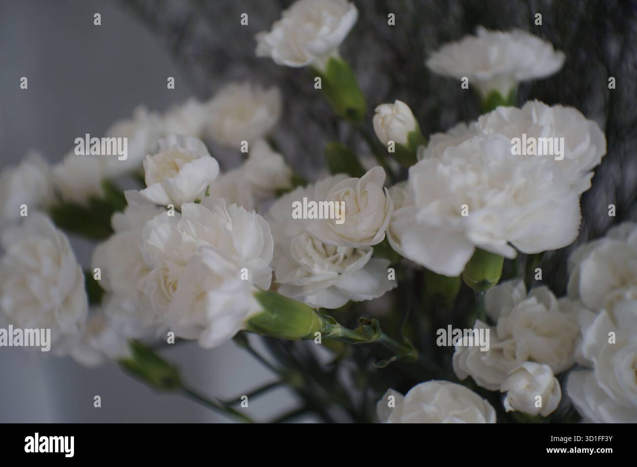 Un delicato bouquet di garofani bianchi in un vaso di vetro posto su un tavolo di legno su uno sfondo neutro. Foto Stock