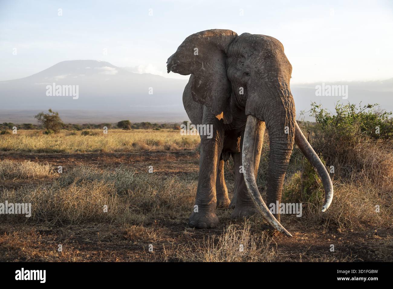 Elefante africano (Loxodonta africana), il famoso elefante Super Tusker Craig, vecchio maschio con zanne lunghe, in un paesaggio pittoresco con la cima del M. Foto Stock