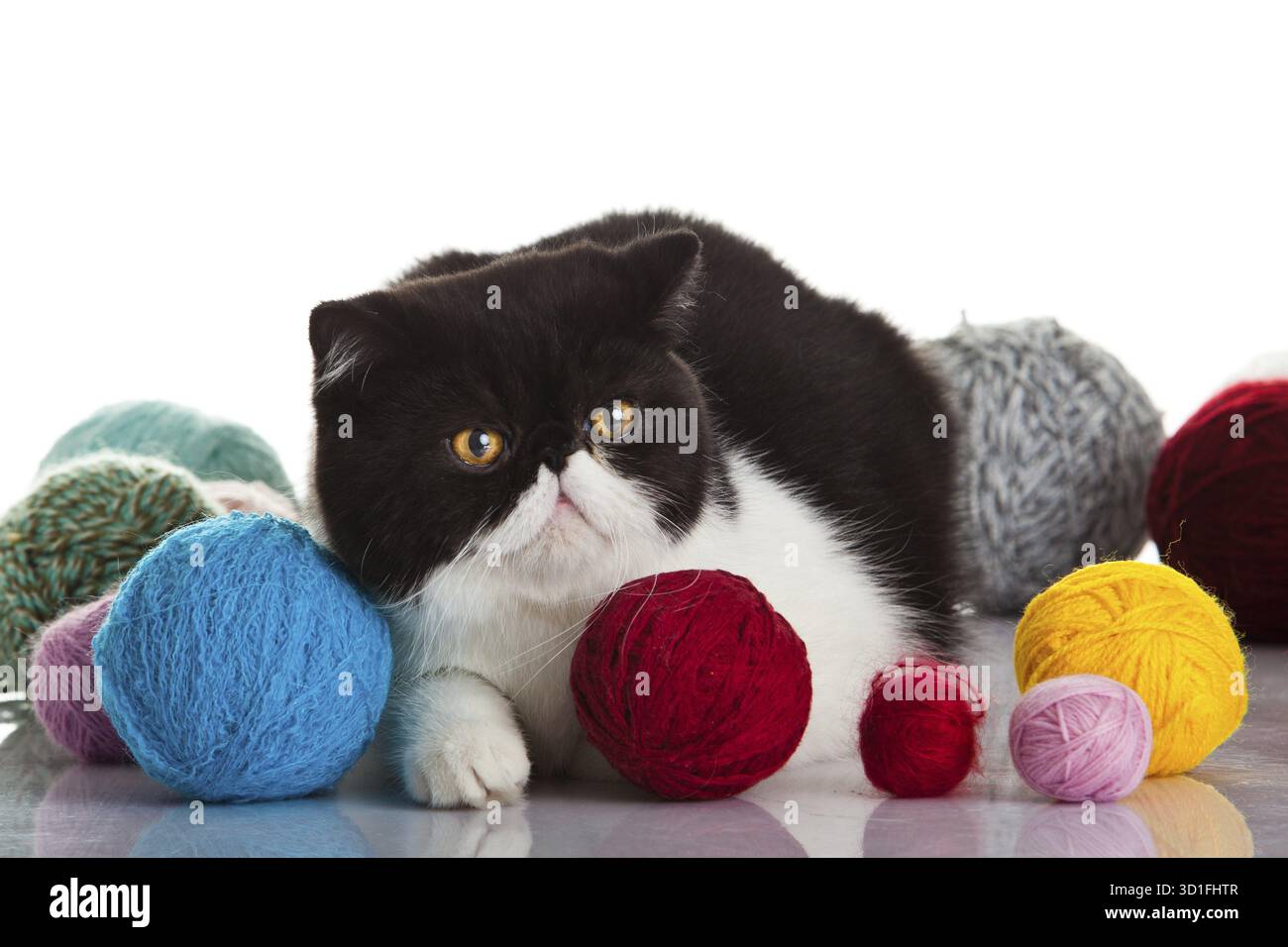 Gatto esotico shorthair. Gatto con sfere di filettature Foto Stock