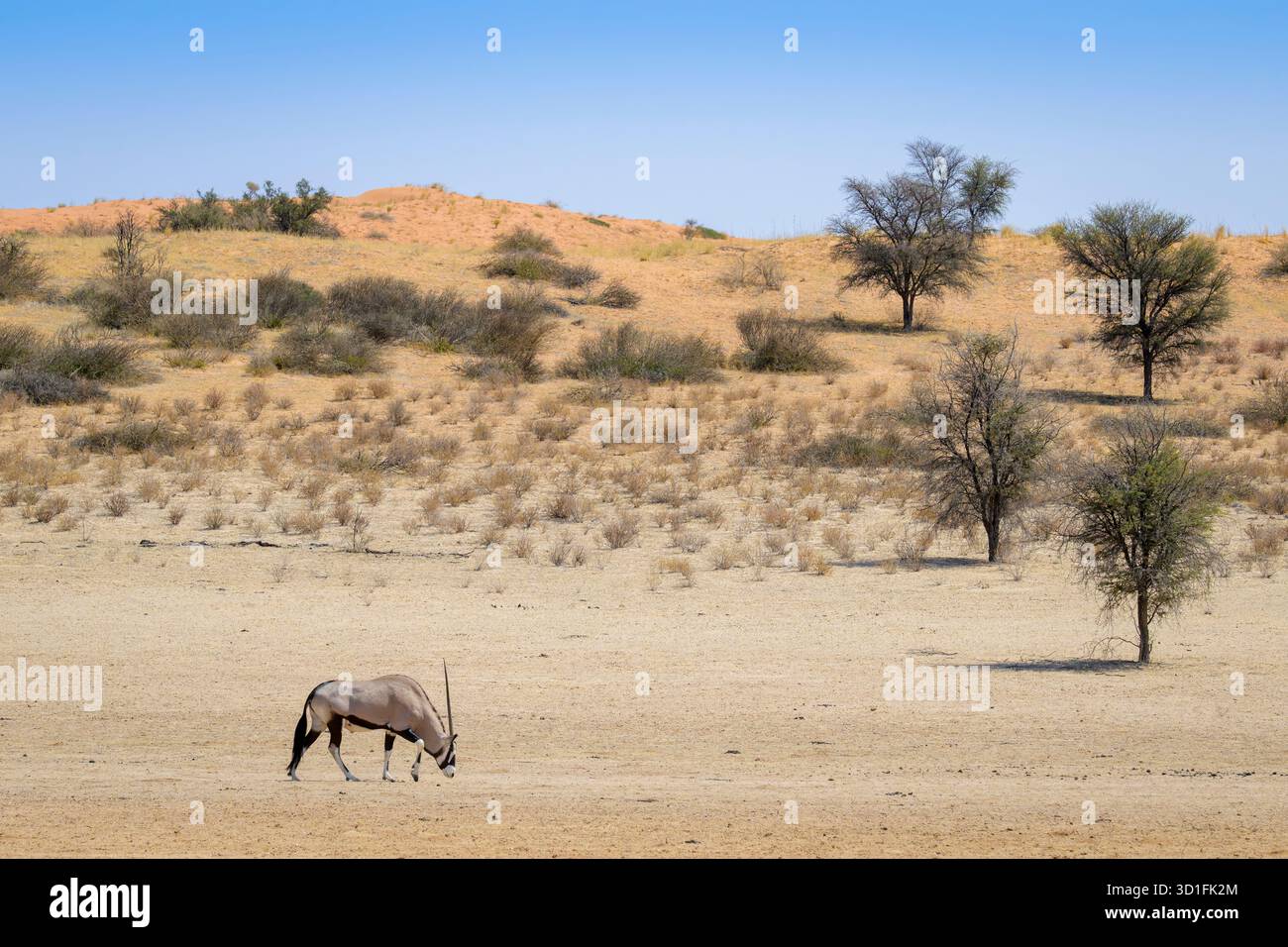 Oryx o Gemsbok (Oryx gazella) camminando nel letto asciutto del fiume, Kgalagadi Transborder National Park, Northern Cape, Sud Africa. Foto Stock