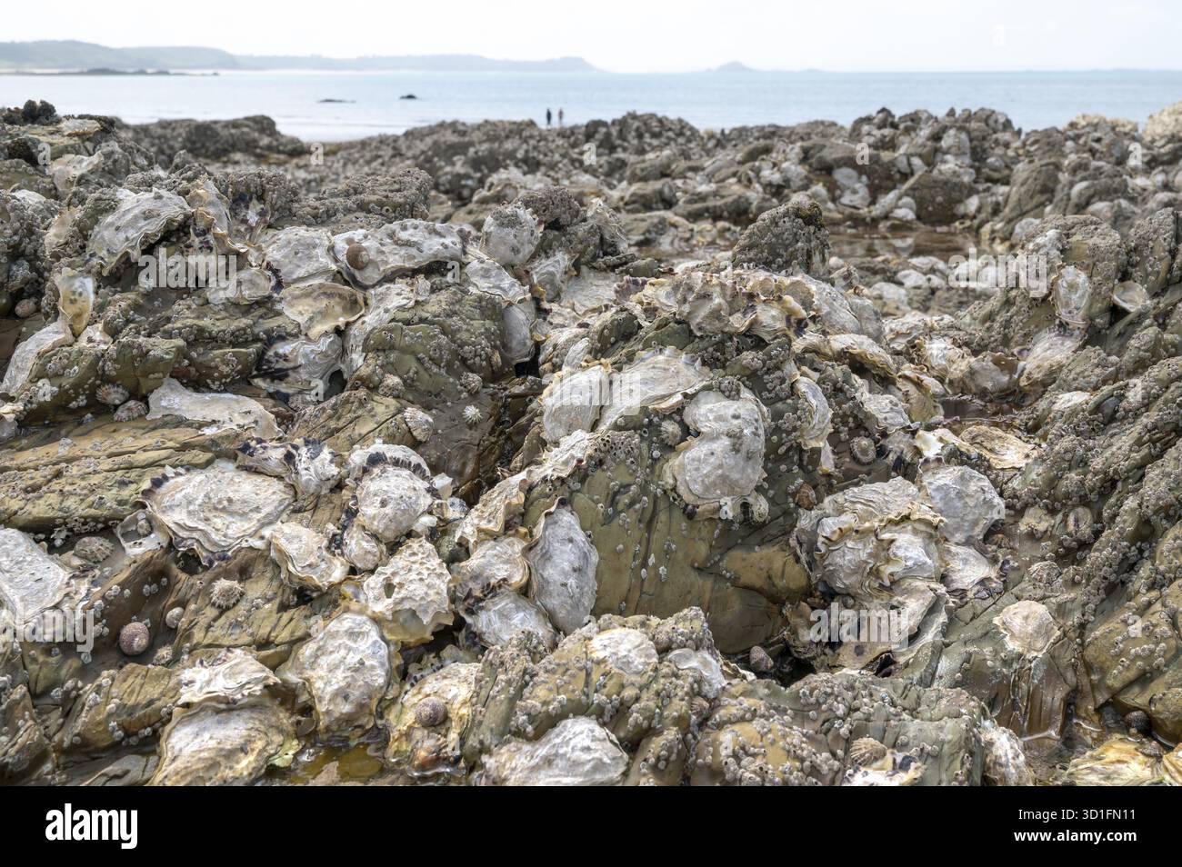 Un primo piano dell'aspra roccia durante la bassa marea mostra una ricca copertura di ostriche e cozze fisse, perfetta per il tradizionale peche a pied (raduno sulla spiaggia), E. Foto Stock