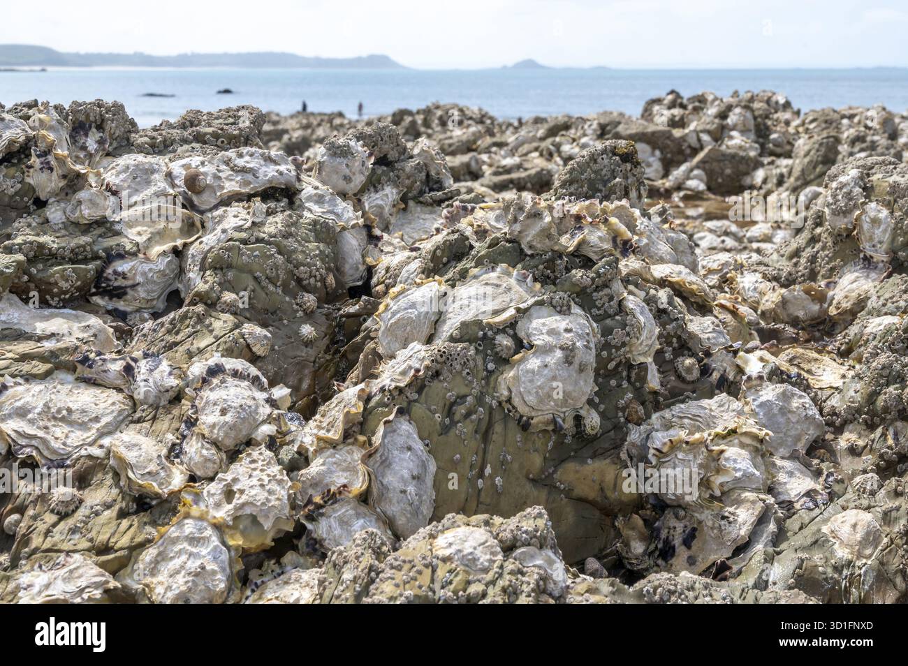 Un primo piano dell'aspra roccia durante la bassa marea mostra una ricca copertura di ostriche e cozze fisse, perfetta per il tradizionale peche a pied (raduno sulla spiaggia), E. Foto Stock