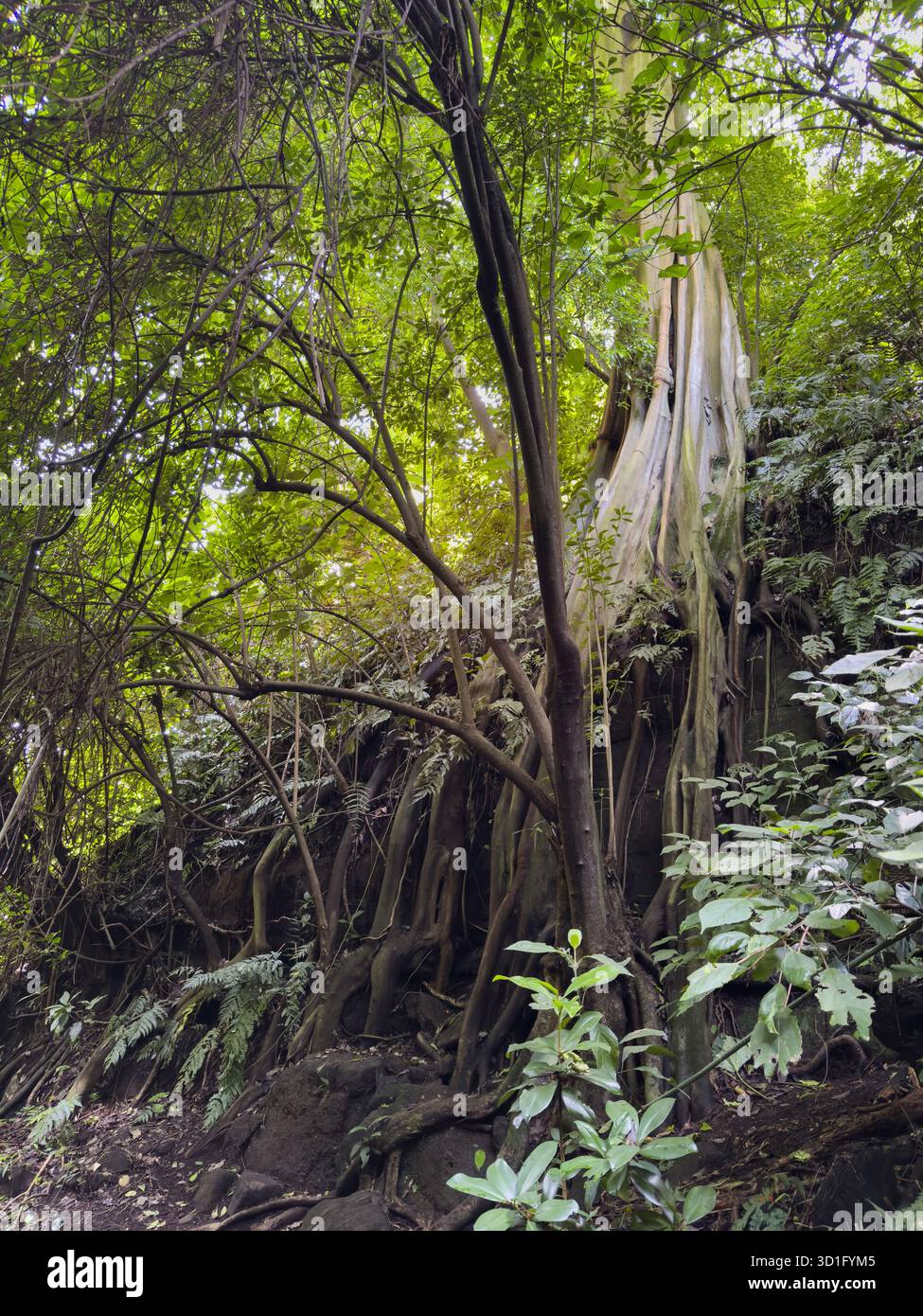 Grande albero si erge alto con radici esposte in una fitta foresta verde. La luce solare filtra le foglie, creando un'atmosfera serena. Foto Stock