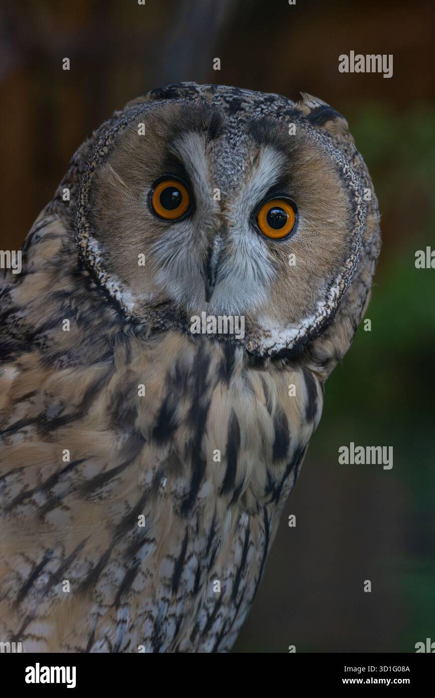 Il gufo dalle orecchie lunghe (Asio otus, precedentemente Strix otus) seduta Foto Stock