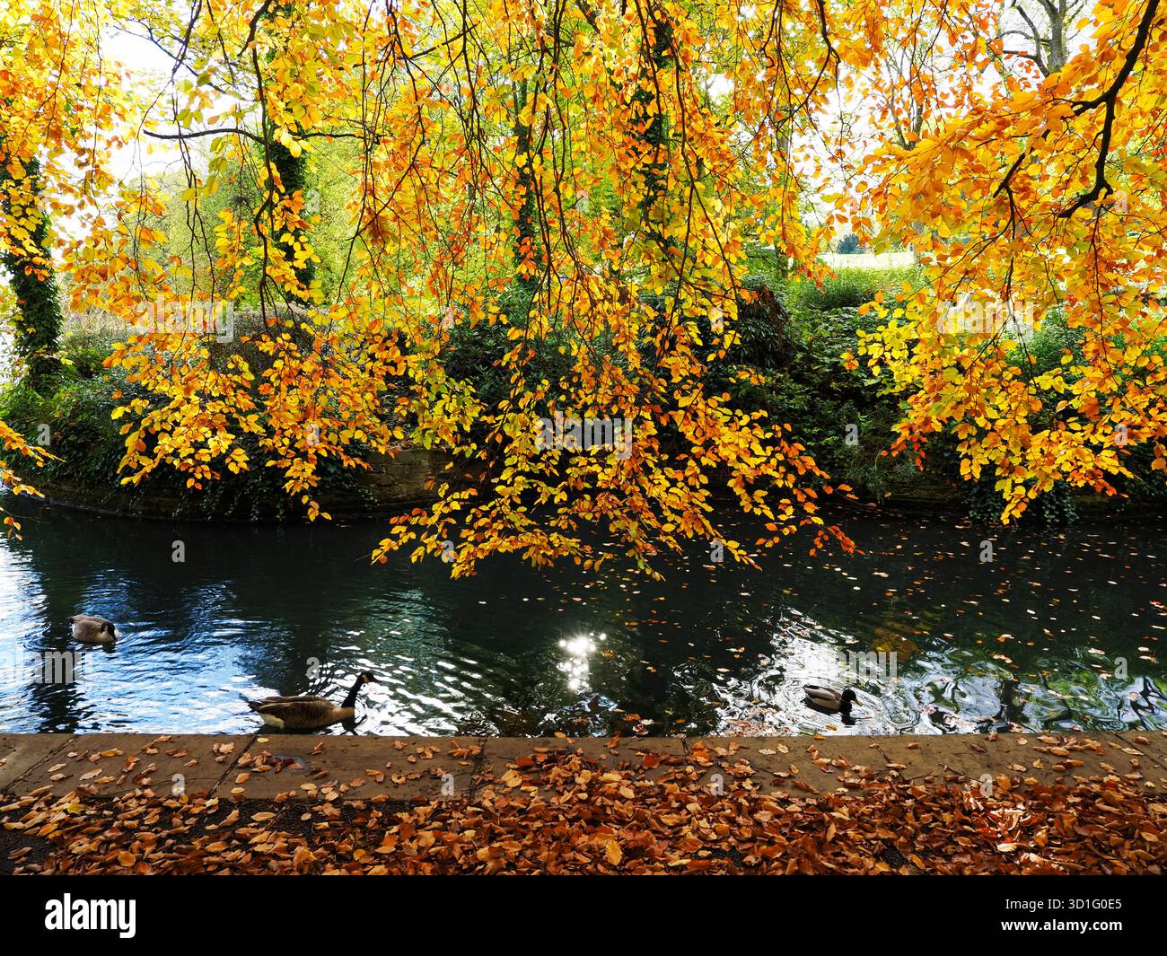 Faggio autunnale retroilluminato presso il lago nautico di Lister Park Bradford West Yorkshire, Inghilterra Foto Stock