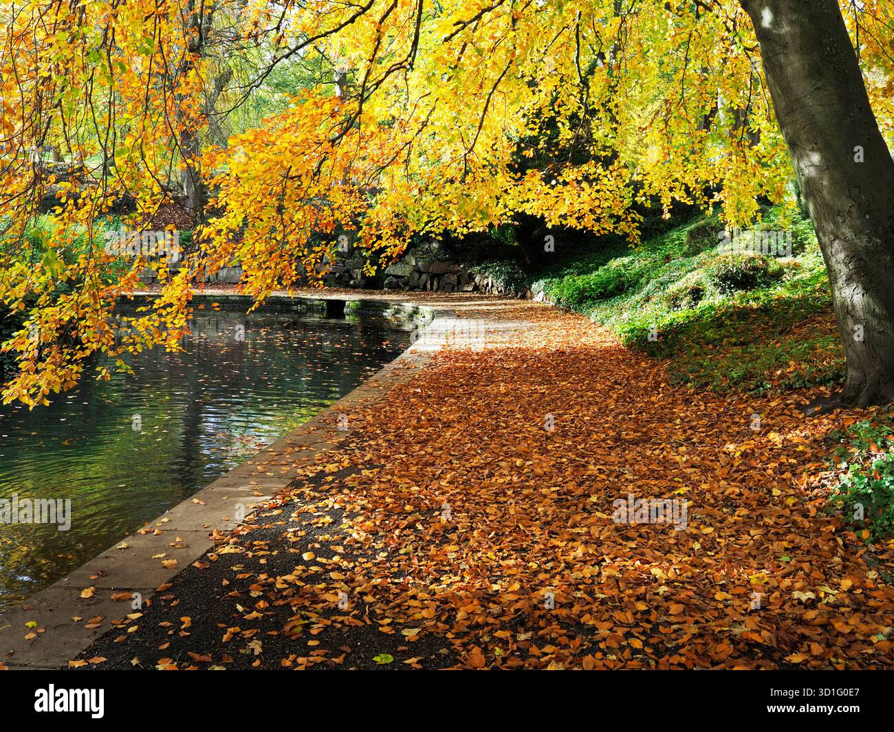 Faggio autunnale lungo il percorso presso il lago nautico di Lister Park Bradford West Yorkshire, Inghilterra Foto Stock