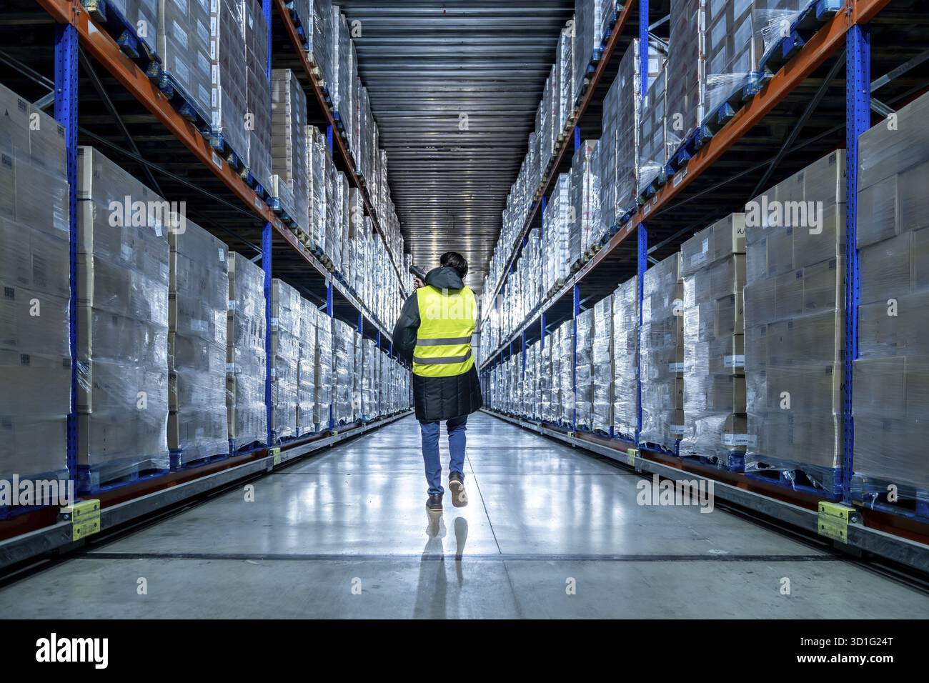 Lavoratore in abiti ad alta visibilità che cammina lungo un lungo corridoio tra file di rack sopraelevati pieni di merci, utilizzando uno scanner portatile per la catena del freddo Foto Stock