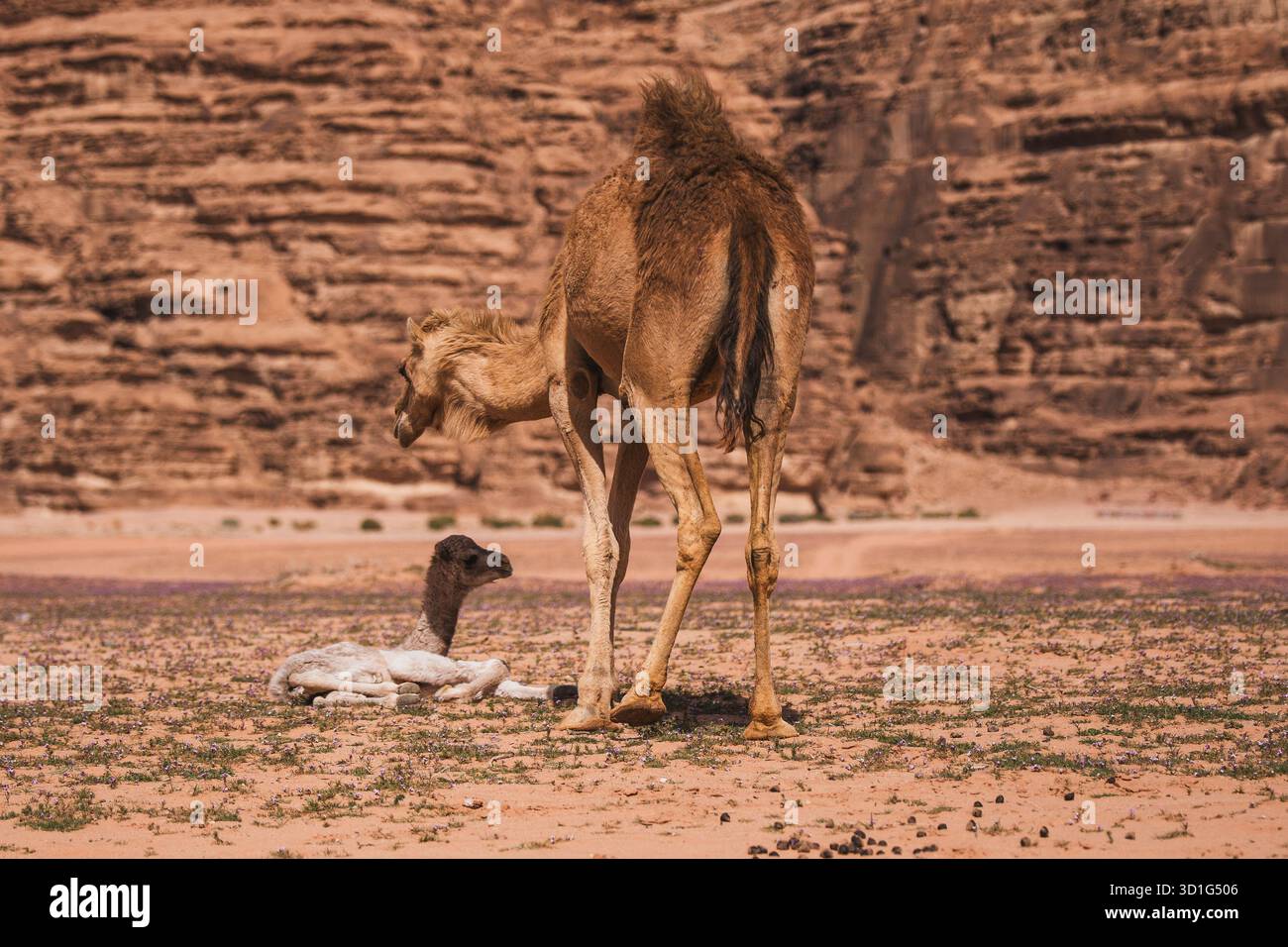 Madre cammello si erge sopra il suo vitello appena nato che riposa sulla sabbia nel deserto di Wadi Rum, in Giordania. Foto Stock