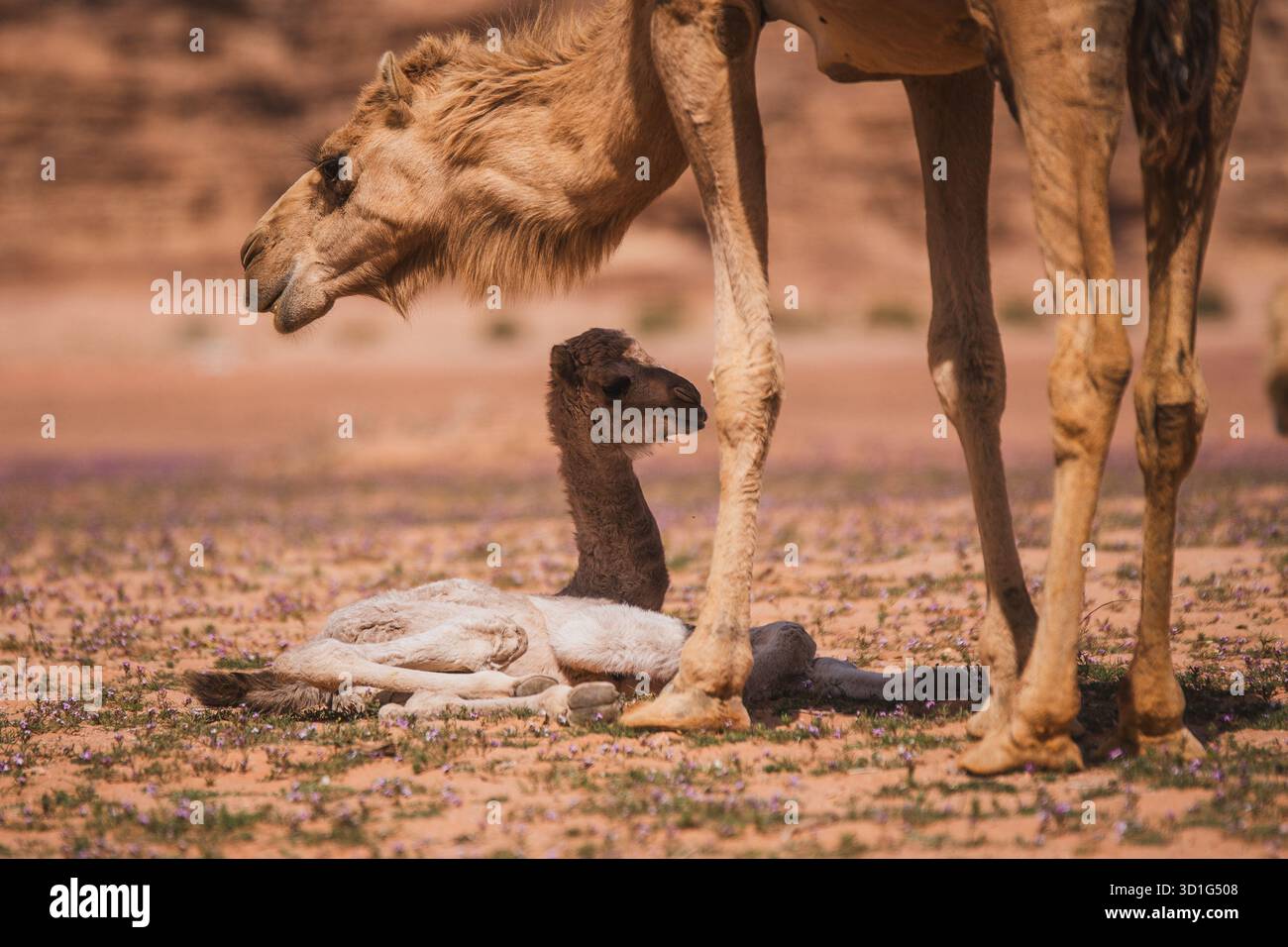 Il cammello femminile nuota il suo vitello appena nato nel paesaggio desertico rosso di Wadi Rum, nel sud della Giordania. Foto Stock