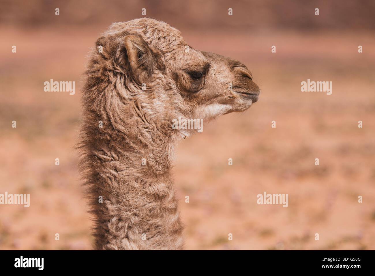 Ritratto stretto di un vitello di cammello che guarda lateralmente, sfondo del deserto sfocato, Wadi Rum, Giordania. Foto Stock