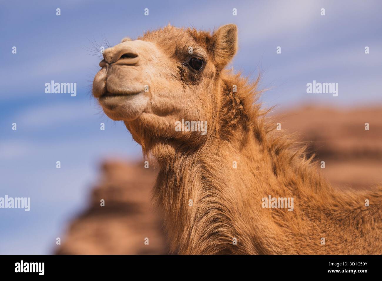 Ritratto a dorso di cammello con formazioni di roccia rossa sullo sfondo, deserto di Wadi Rum, Giordania. Foto Stock