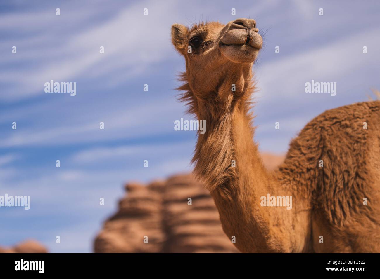 Cammello adulto in piedi contro scogliere di arenaria sotto un cielo blu, Wadi Rum, Giordania. Foto Stock