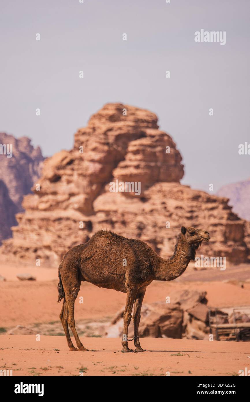 Cammello solitario nella valle del deserto circondato da spettacolari scogliere di arenaria, Wadi Rum, Giordania. Foto Stock