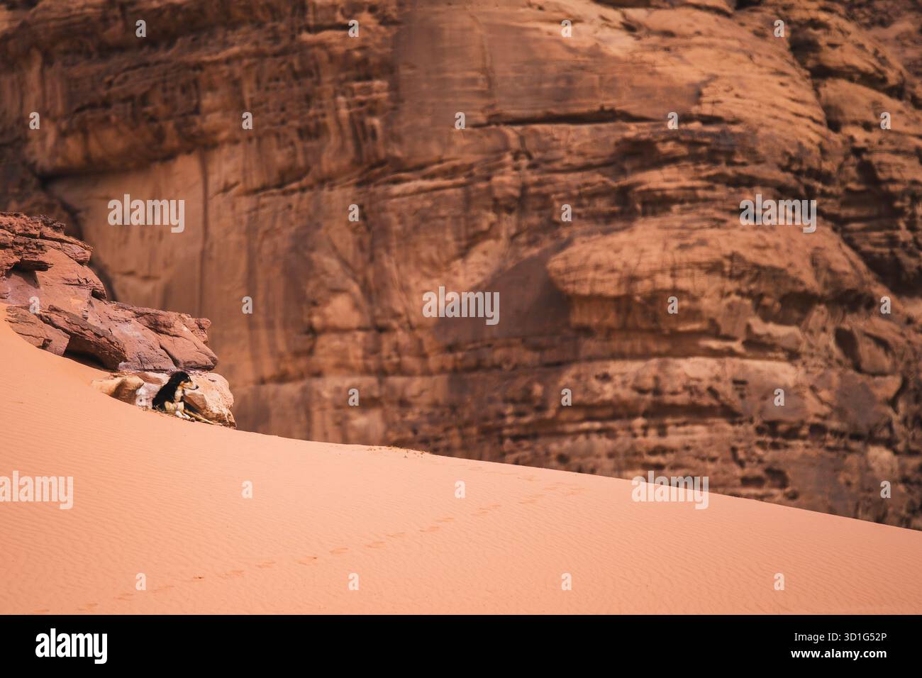 I cani randagi riposano tra le scogliere di arenaria e le dune di sabbia rossa di Wadi Rum, Giordania. Foto Stock