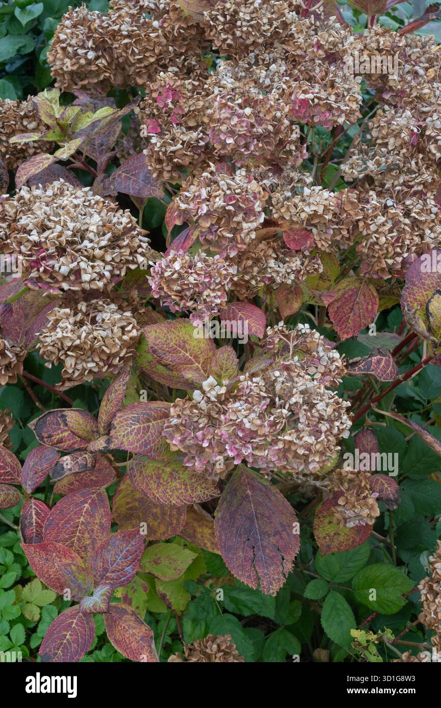 I fiori di Hydrangea muoiono in autunno. Dorset, Regno Unito Foto Stock