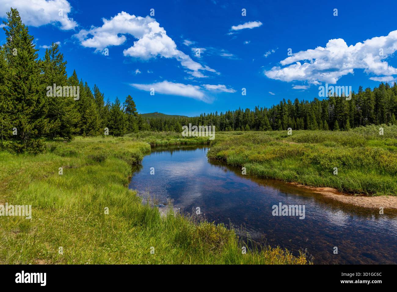 South Tongue River Bighorn National Forest Foto Stock