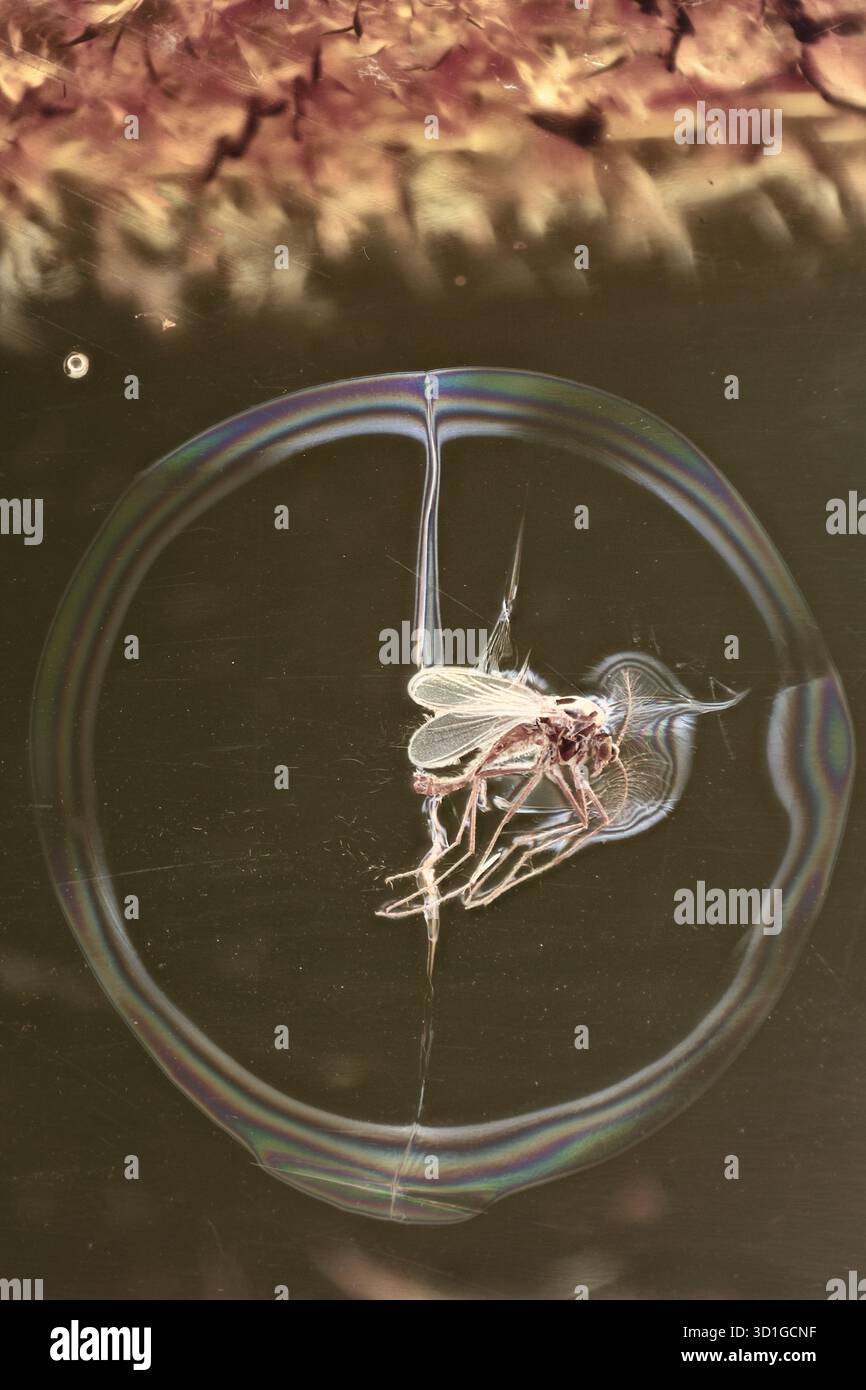 Vero midge Chironomidae con effetto alone e arcobaleno conservato nell'inclusione fossile ambra baltica dell'Eocene Foto Stock