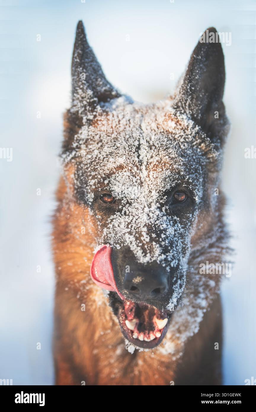 Ritratto di cane nella neve Foto Stock