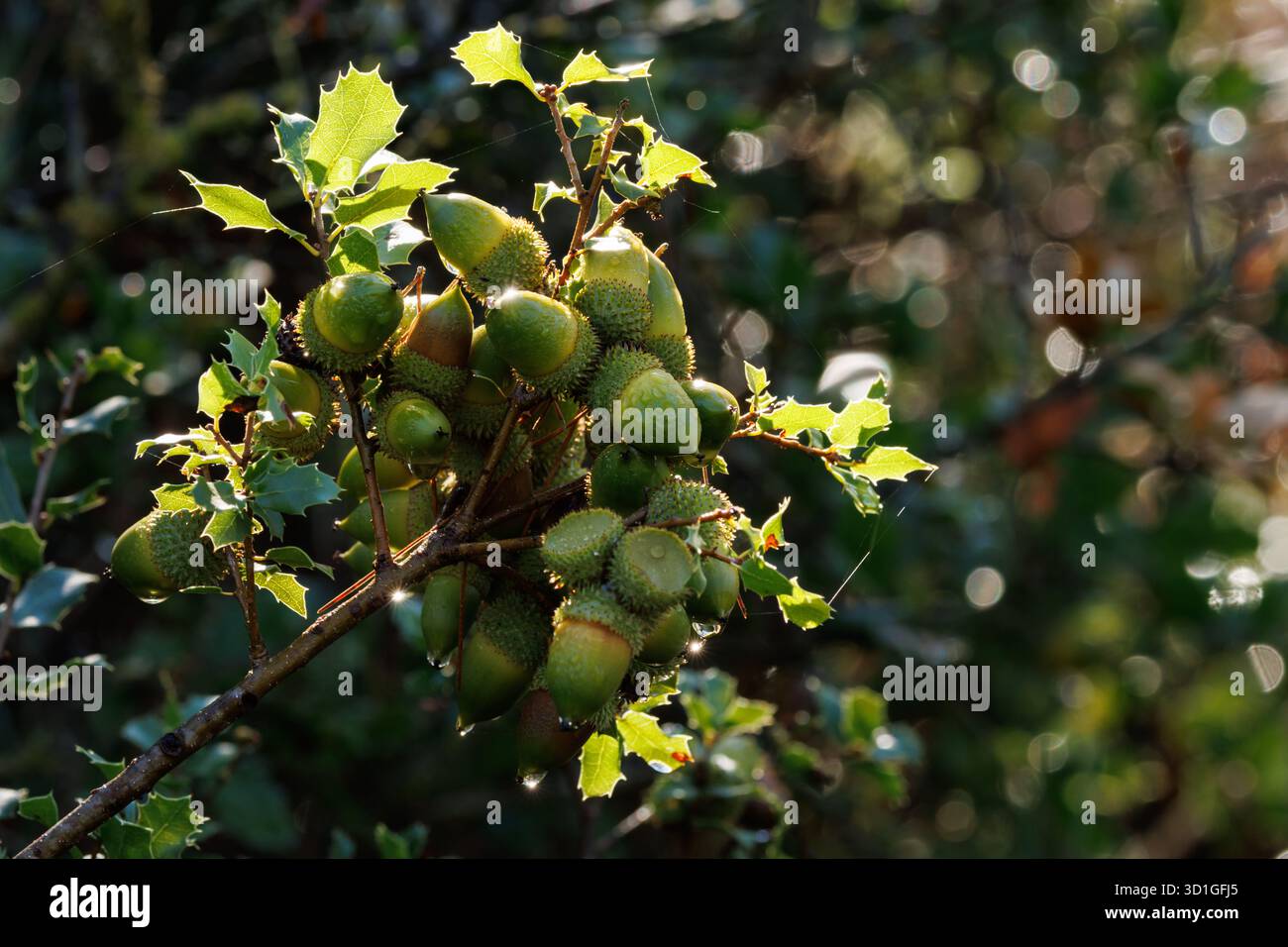 Ghiande di quercia di Kermes (Quercus coccifera), tesoro della macchia mediterranea, Alcoy, Spagna Foto Stock