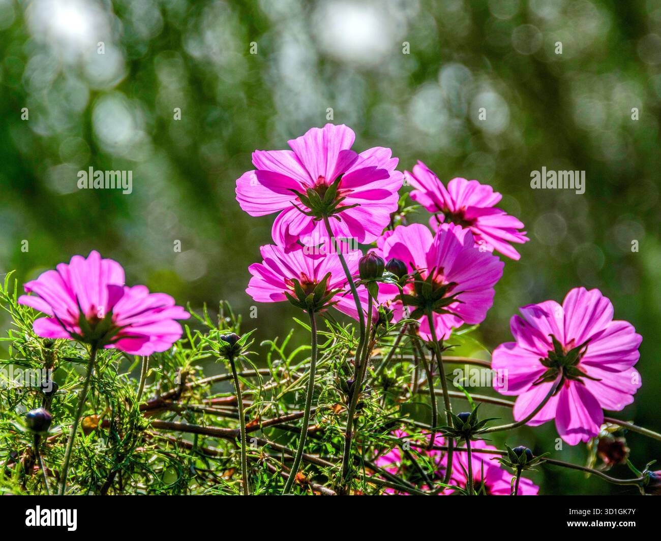 Gruppo di fiori da giardino erbacei Cosmos retroilluminati di rosa viola brillante - Francia centrale. Foto Stock